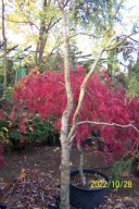 Cyprys Miya przewieszony 18 letni okazały inny