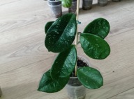 Hoya Hoja MAJIC ukorzeniona