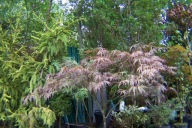 Klon czerwony dissectum japoński 16 letni pagodowy palmowy inny