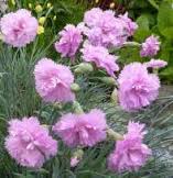 Pachnący Gozdzik Pierzasty Różowy Bylina Sadzonka P9