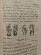 Antropologia Wstęp do badania człowieka i cywilizacji 1888 Ilustracje