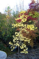 Miłorząb ginko pendula drzewiasty okaz 14 letni 210 cm szczepiony inny