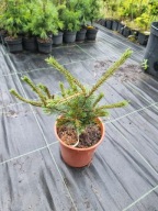 Sosna drobnokwiatowa Pinus parviflora 'Blue Dreamer' NA BIG BONSAI