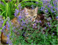 Kocimiętka właściwa sadzonki 20 szt wieloletnia dla kota miododajna po 1 zł