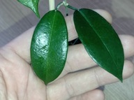 Hoya Hoja VITIENSIS YELLOW cięta