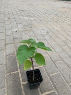 surmia katalpa p9 20-30 cm