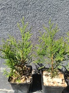 Tuja thuja szmaragd doniczka 0,5l ok 25 -30cm