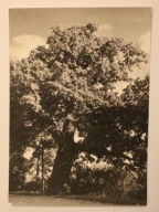 ŁABISZYN. Pomnik przyrody - kilkusetletni dąb, CZYSTA, NAKŁAD 2000 SZT 1969
