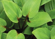 Hosta Funkia Purple Heart sadzonka