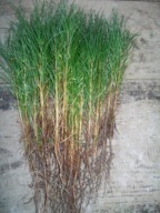 sosna zwyczajna duze sadzonki 30-40cm