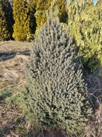 Świerk Cinderella c5 duża sadzonka