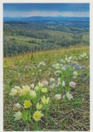 ROSJA - AŁTAJ - KRAJ AŁTAJSKI - WZGÓRZA - KWIAT - FLORA