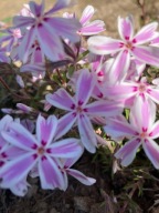 Floks Mix Kolorów 5 sztuk