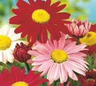 Złocień Ogrodowy Mix Kolorów Sadzonka P9