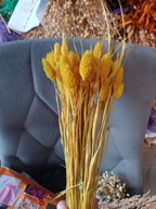 Trawy Mozga Kanar naturalna susz suszona trawa bukiet żółta