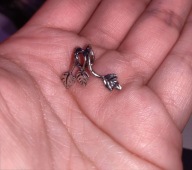 Kolczyk nausznica etno grecja orient orientalna bluszcz liście