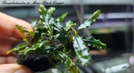 Bucephalandra sp. Mini Black Carpet od fibell