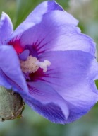 Hibiskus syryjski Marina (hibiscus syriacus) C2 10cm