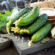 Ogórek Octopus F1 - plenny - odporny - nasiona warzyw holenderskie