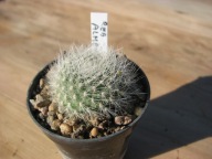 Kaktus , Rebutia almeyerii