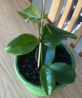 Hoya dimorpha ze zdjęcia to rzadki, epifityczny gatunek