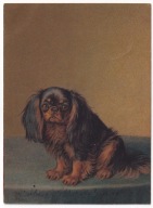 Pies Psy KING CHARLES SPANIEL 1904r obcięta
