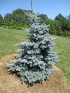 MNIEJSZA WERSJA ORGINAŁU Świerk kłujący, srebrny 'Furst Bismarck' C5