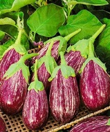 Bakłażan Matriosza Matrosyk Matroska nasiona kolekcjonerskie