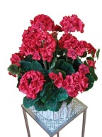 Pelargonie sztuczne w doniczce kompozycja na taras balkon do domu