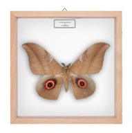 Motyl w gablotce Lobobunaea phaedusa