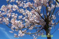 Wiśnia XL szczepiona japońska 380 cm duży okaz inna