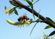 WIERZBA MIGDAŁOWA PYŁKODAJNE SADZONKA 5 sztuk ULE