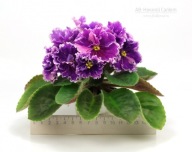 Fiołek afrykański# AV-Nochnoy Salyut # sadzonka