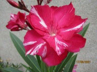 Nerium Oleander podwójny TAMOURE młoda ukorzeniona sadzonka