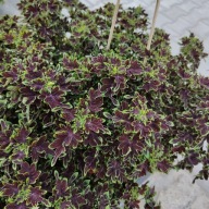 Koleus Coleus Raja Chocolate Mint KOLOROWE LISTKI
