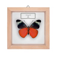 Motyl w gablotce Panacea prola 2