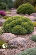 DO KOLEKCJI Sosna wejmutka 'Windswept Broom' Pinus strobus C5