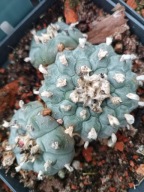 Kaktus Lophophora williamsii duża z ziemią i donicą L9 + gratisy +ogrzewacz