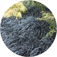 Konwalik płaskopędowy , bylina