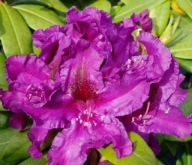 Rododendron ''AZURRO' mrozoodporny PIĘKNY ODCIEŃ FIOLETU