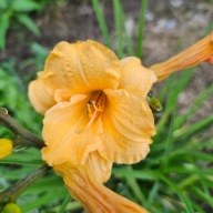 Liliowiec Pomarańczowy drobny sadzonka wielopędowa