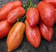 Pomidor Lady Madonna- Dwarf (1013) nasiona kolekcjonerskie