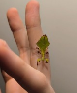 Pulchriphyllium giganteum Liściec olbrzymi młode podrostki