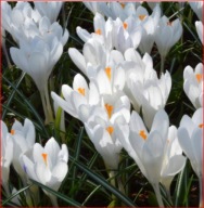 KROKUS ZWIASTUN WIOSNY BIAŁY W POJEMNIKU 10 CM P9 WIELOLETNI MROZOODPORNY