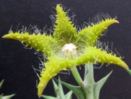 Kaktusy! - Orbea dummeri - RARYTAS!!!