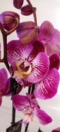PHALENOPSIS storczyk splash gordon 10