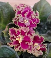 FIOŁEK AFRYKAŃSKI ### KO PETHUSHOK ZŁOTYJ GREBESHOK ### 1LIŚĆ