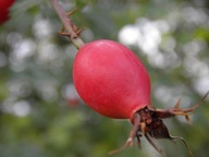 Dzika róża owoc suszony z Bieszczad 1kg