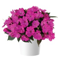 Niecierpek SŁONECZNY Impatiens Sol-luna Ultra Violet