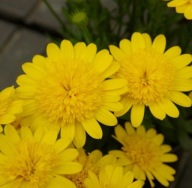 Stokrotka Afrykańska Osteospermum 3D Deep Sun